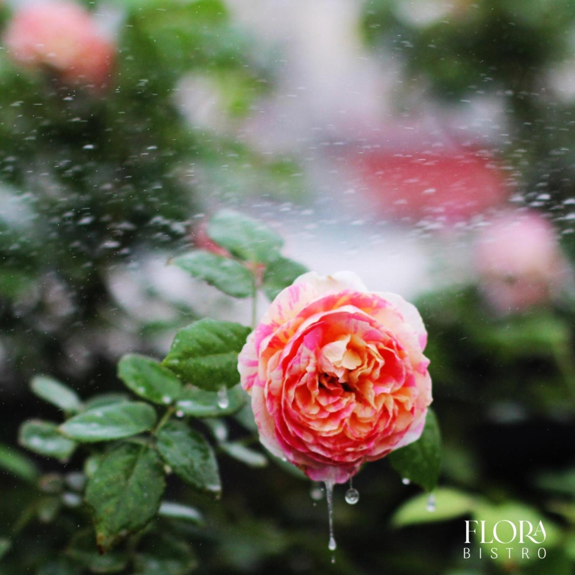 The Bloom Pham Viet Chanh - Modern Living Space In Saigon - A Top Choice For Western Travelers Хошимін Екстер'єр фото